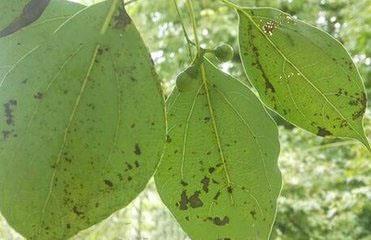 香樟树盆栽怎么种