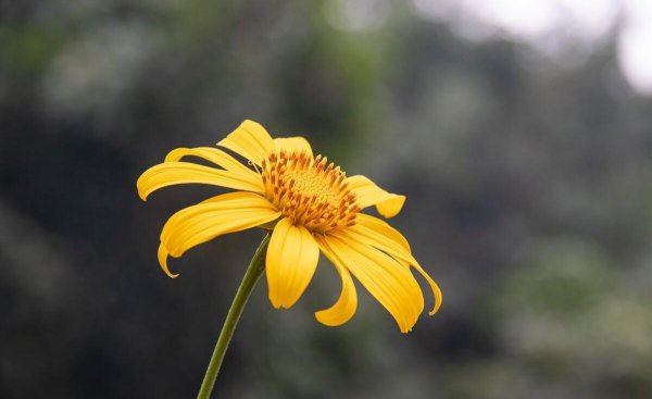 菊芋的花语是什么意思