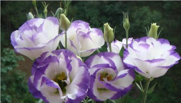 蓝色桔梗花花语是什么