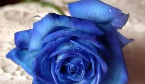 送玫瑰花代表什么含义