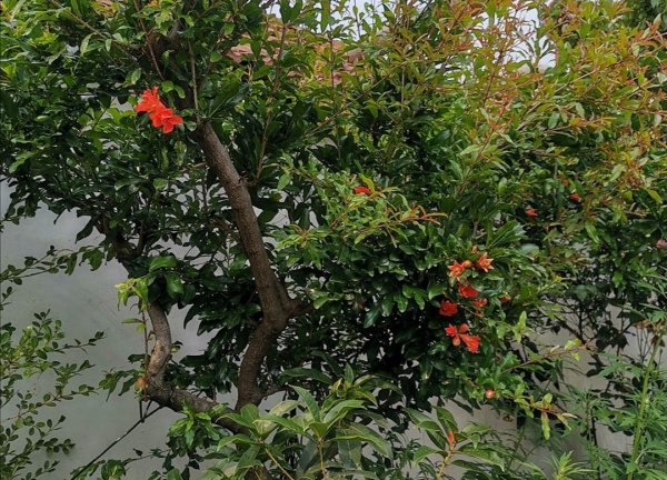 盆景石榴树的种植与管理