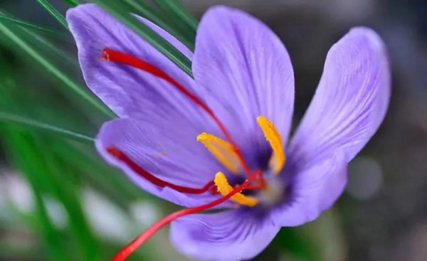 番红花花语是什么