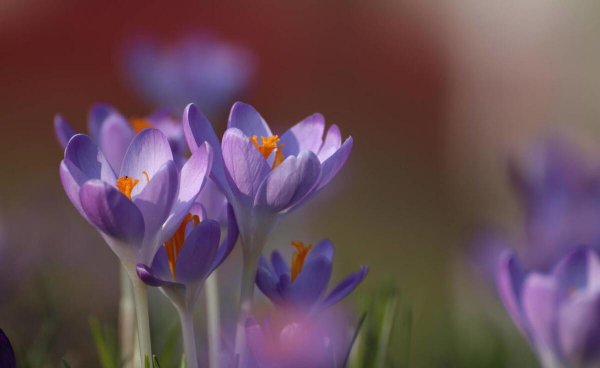 番红花花语是什么