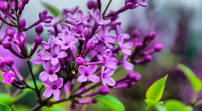 丁香花的寓意和象征 了解丁香花的含义