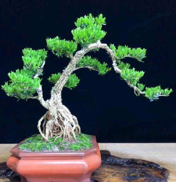黄杨盆景怎么养