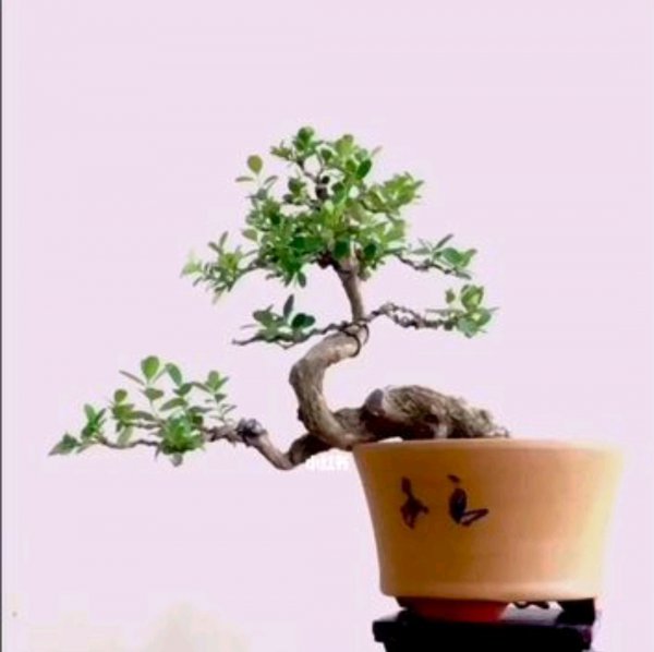 黄杨盆景怎么养