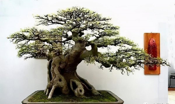 朴树盆景怎么养