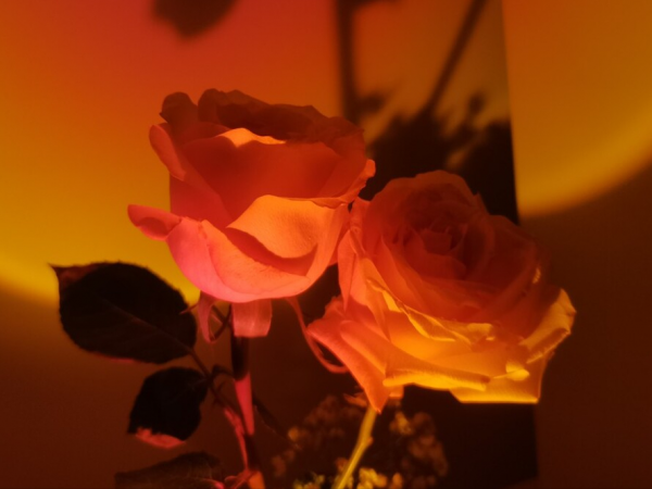 玫瑰花戴安娜花语是什么