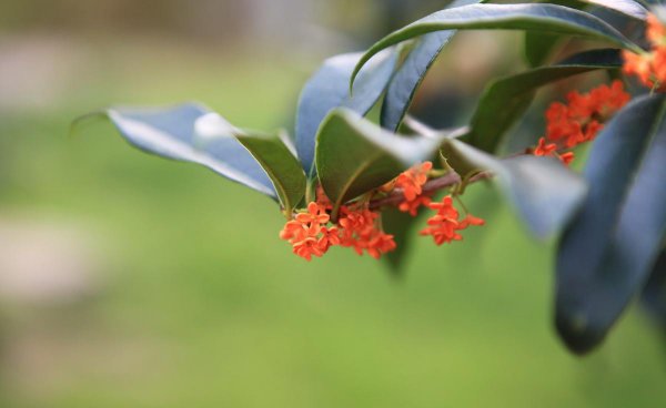 金桂花树怎么养