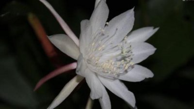 昙花用什么土养最好 昙花盆栽养护要点