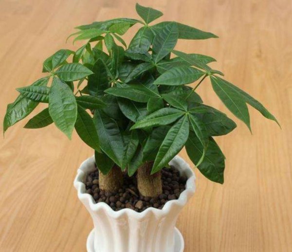 发财树的养护方法和注意事项