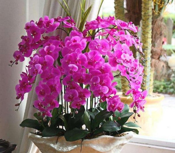 蝴蝶兰花栽培技术是什么