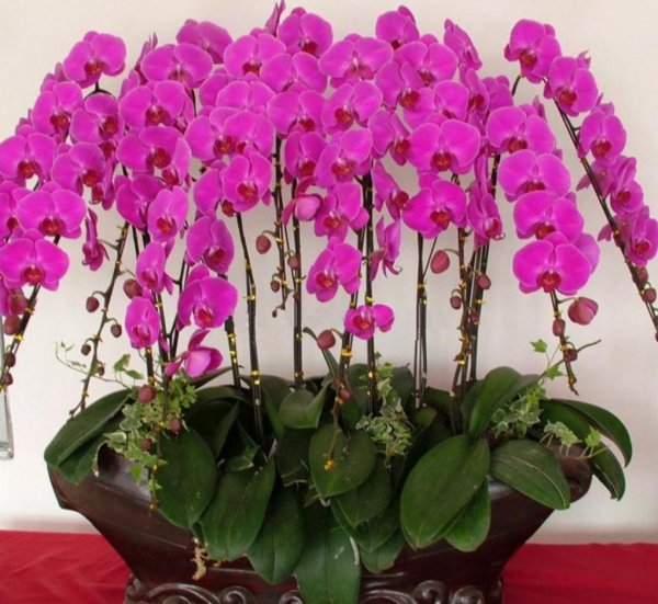 蝴蝶兰花栽培技术是什么