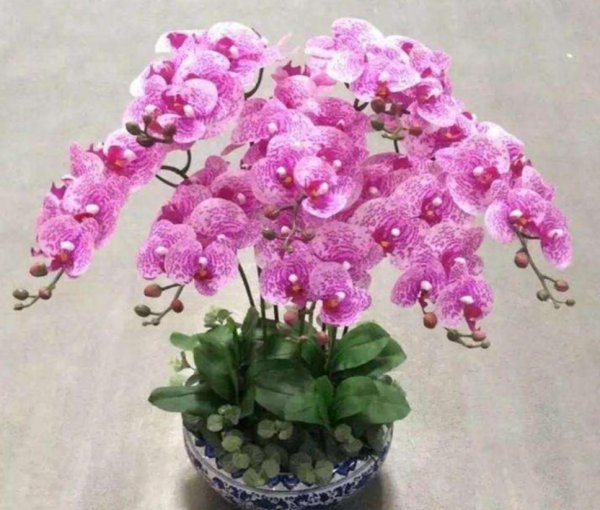 蝴蝶兰花栽培技术是什么