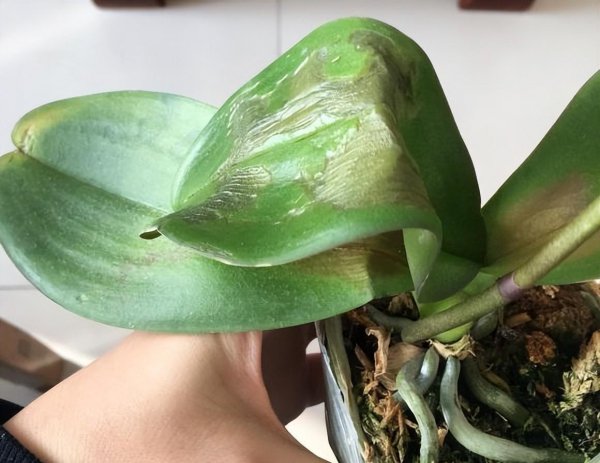 蝴蝶兰要多浇水还是少浇水