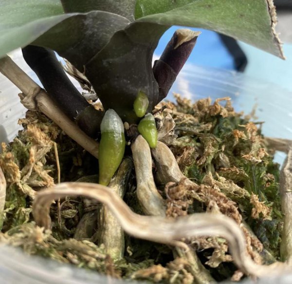 蝴蝶兰要多浇水还是少浇水