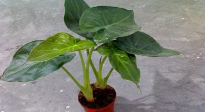 滴水观音怎么栽种最好 种植滴水观音的注意事项