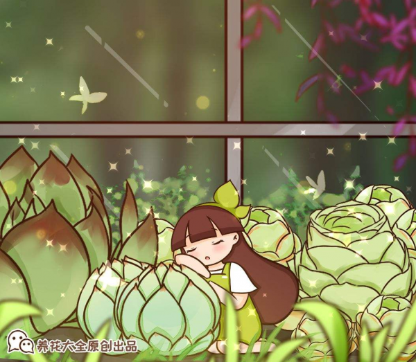 多肉植物怎么样养