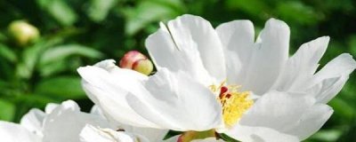 白芍怎样种植 白芍种植技术与栽培管理