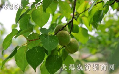 杏树剪枝怎么剪 杏树的修剪方法图解