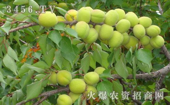 杏树剪枝怎么剪