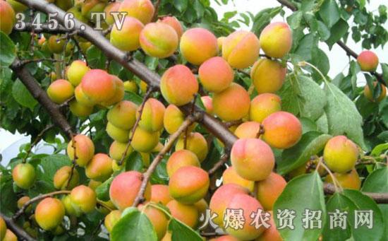 杏树剪枝怎么剪