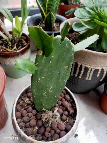 仙人掌如何种植