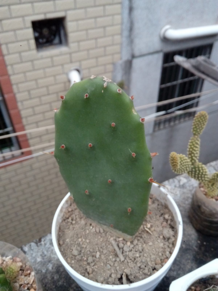 仙人掌如何种植