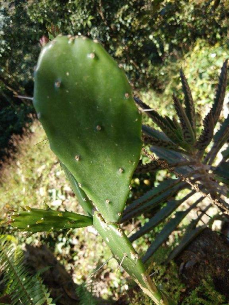 仙人掌如何种植