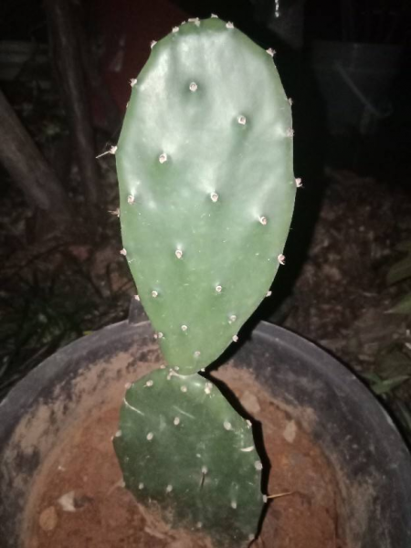 仙人掌如何种植