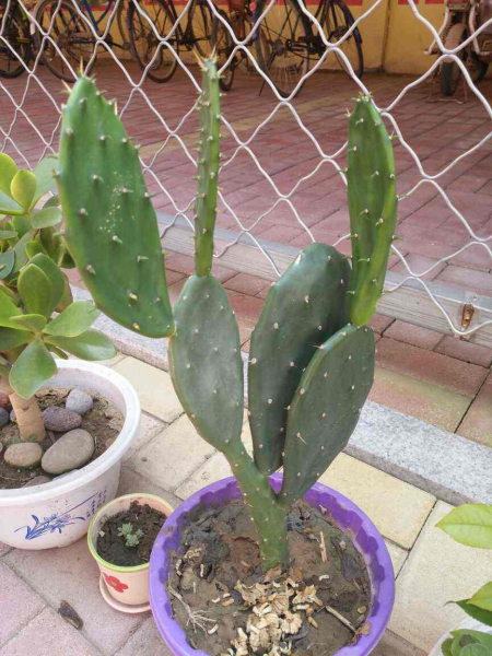 仙人掌如何种植