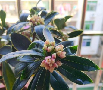 室内可以养的花有哪些品种 最好养的兰花种类