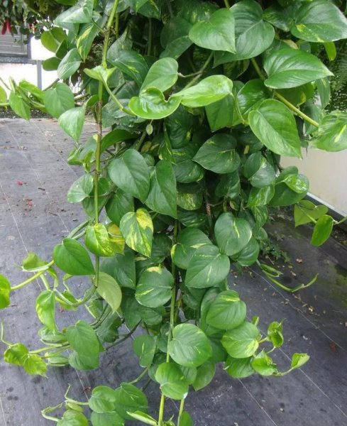 室内可以养的花有哪些品种