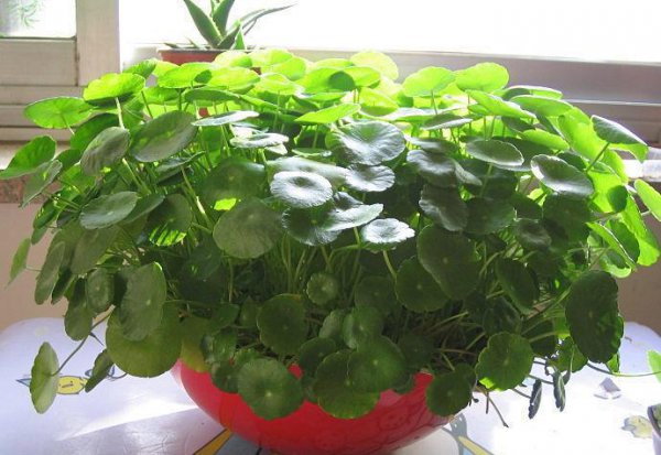 室内可以养的花有哪些品种