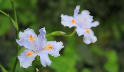 鸢尾草花语是什么 鸢尾花的象征与寓意