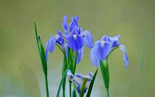 鸢尾草花语是什么