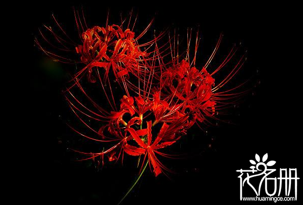 曼珠沙华花语是什么