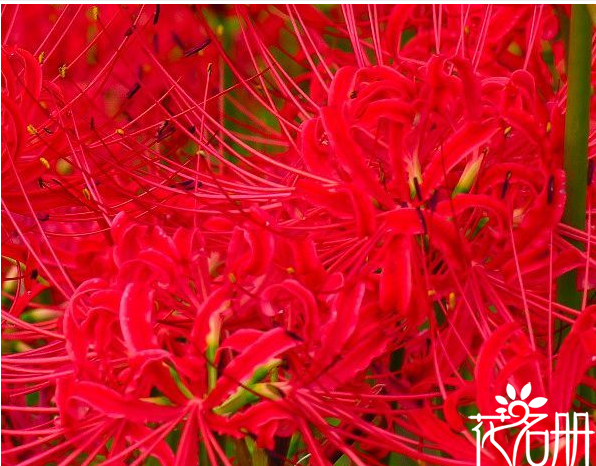 曼珠沙华花语是什么