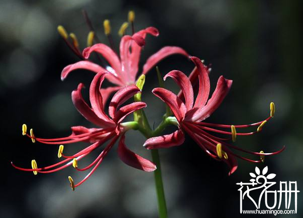 曼珠沙华花语是什么