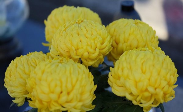 菊花的品种有哪些