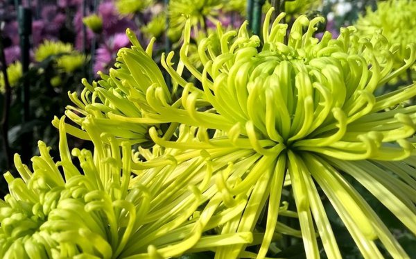 菊花的品种有哪些
