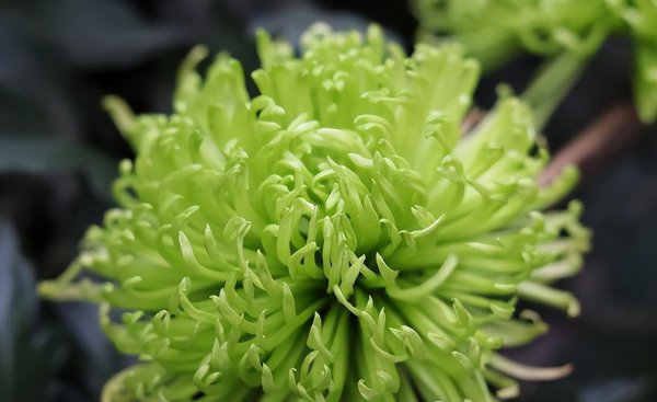 菊花的品种有哪些