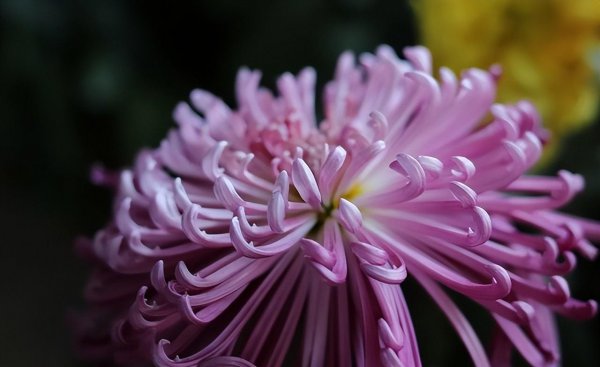 菊花的品种有哪些