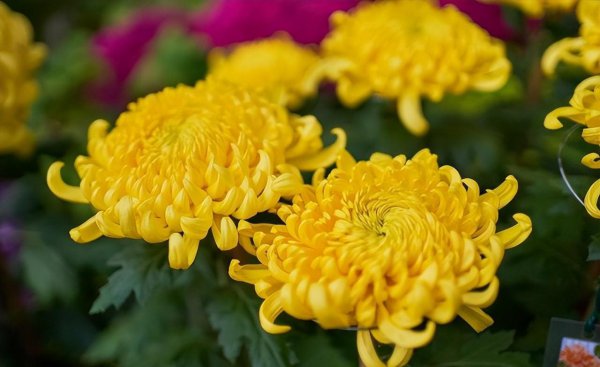 菊花的品种有哪些