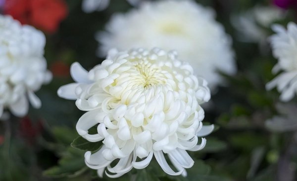 菊花的品种有哪些