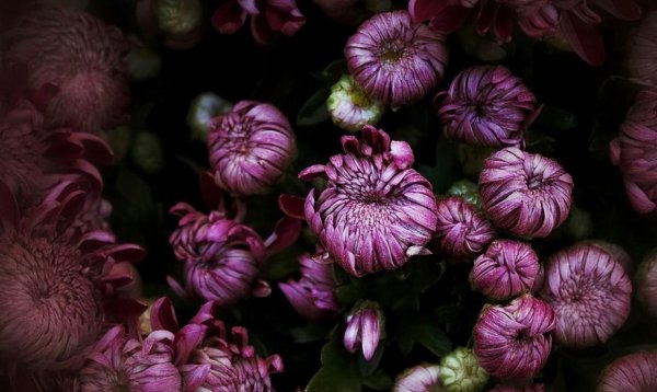 菊花的品种有哪些