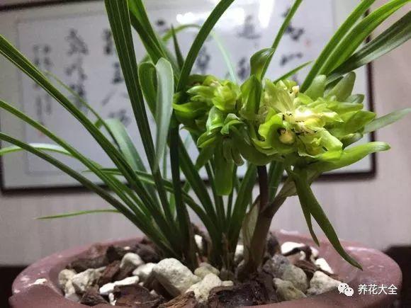 兰花有几个品种