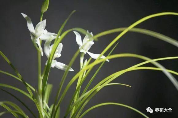 兰花有几个品种