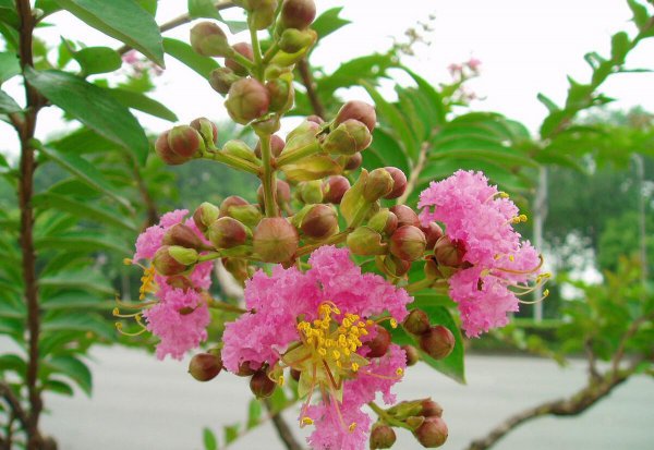紫薇的花语是什么