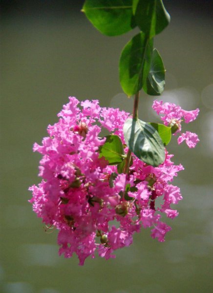 紫薇的花语是什么